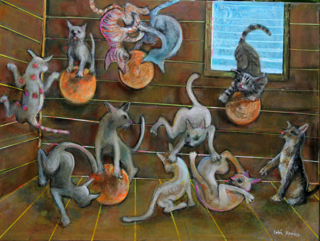 Riña de gatos